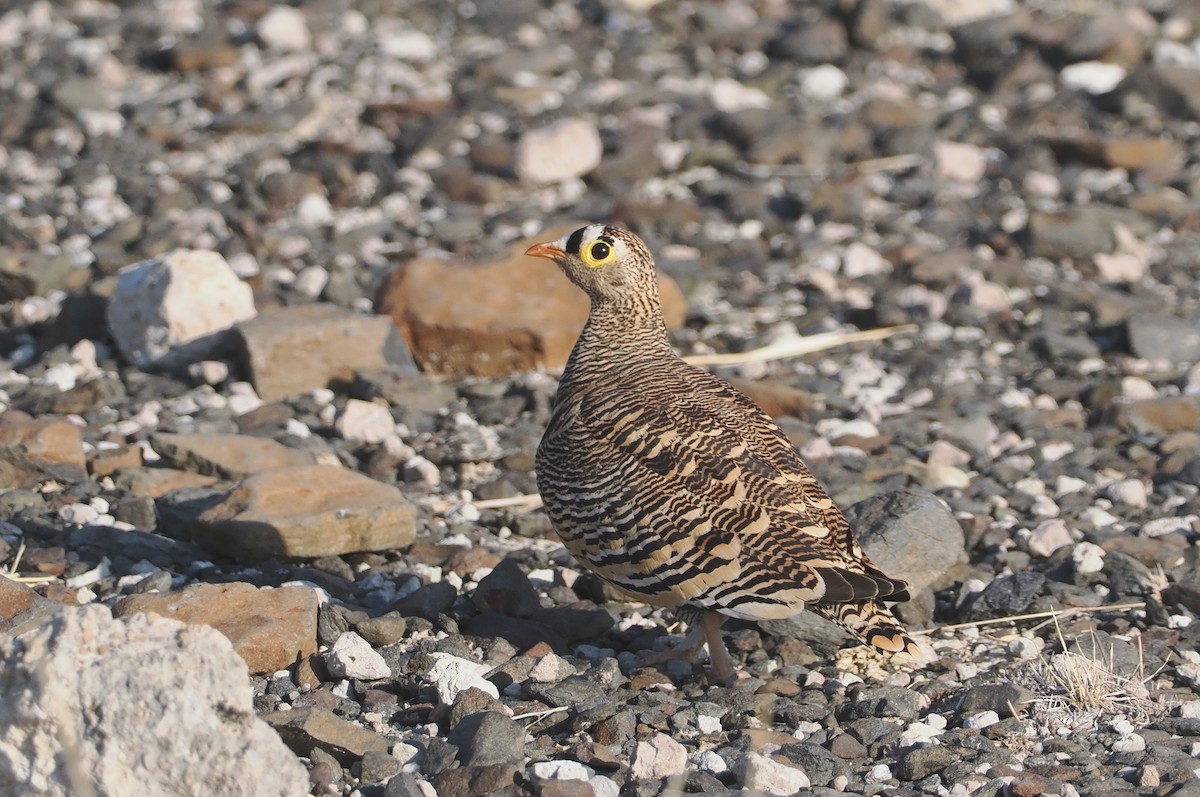 Lichtenstein's Sandgrouse - ML647090755