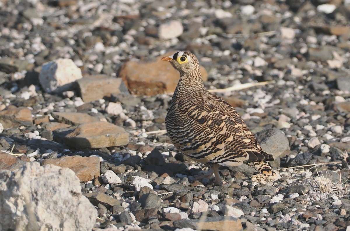Lichtenstein's Sandgrouse - ML647090756
