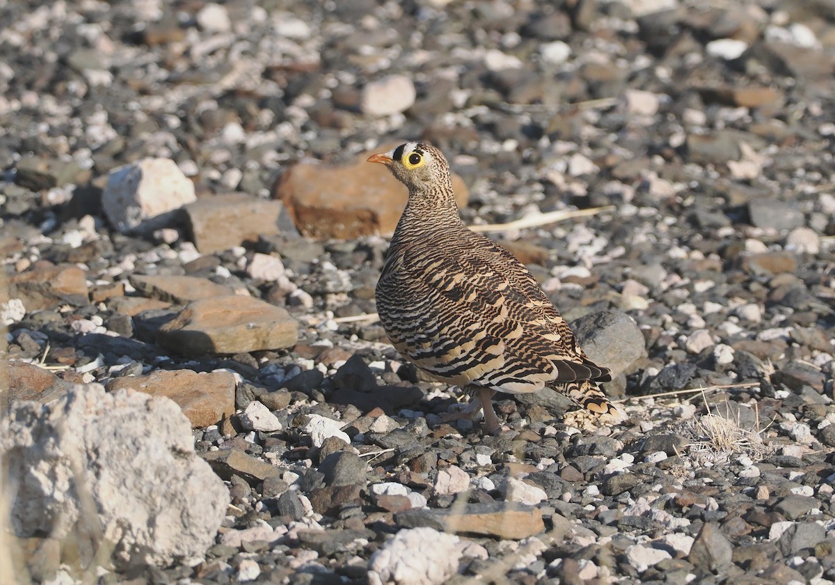 Lichtenstein's Sandgrouse - ML647090757