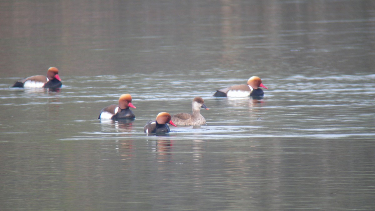 Red-crested Pochard - ML647090758