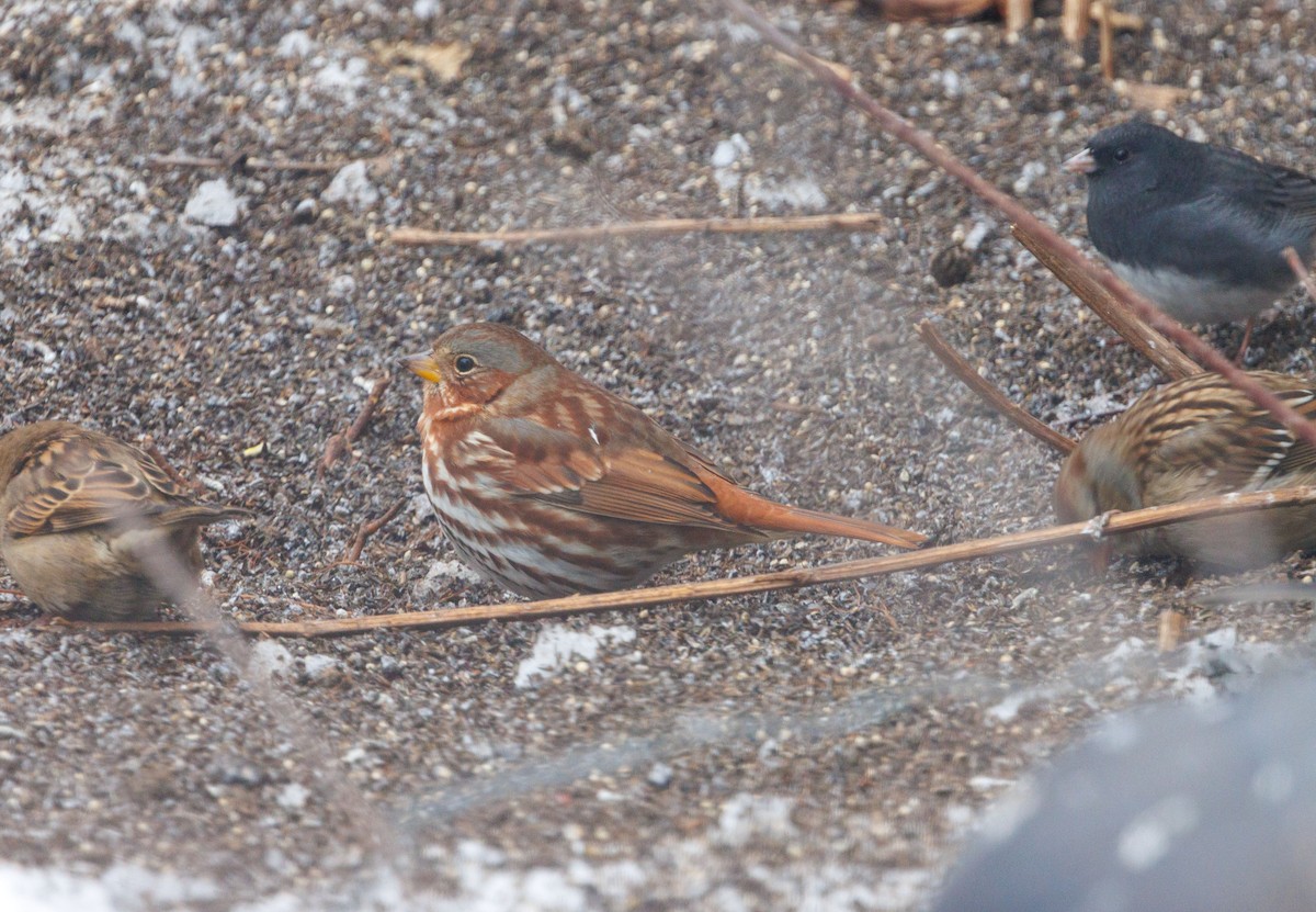 Fox Sparrow - ML647090759