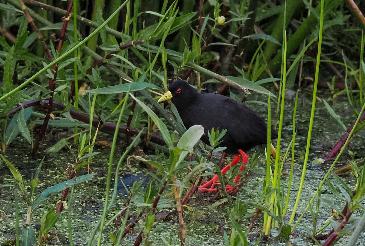 Black Crake - ML647090760