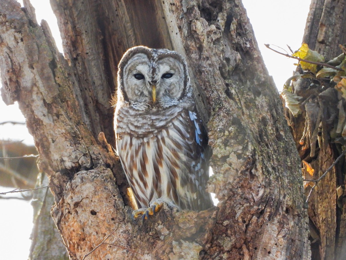 Barred Owl - ML647090761