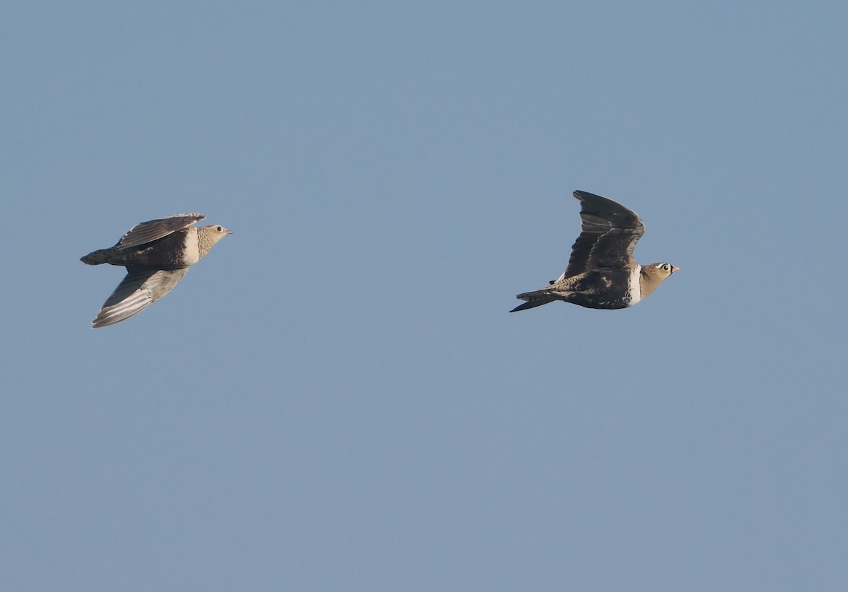 Black-faced Sandgrouse - ML647090762