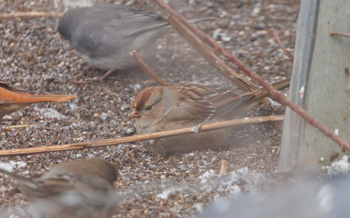 White-crowned Sparrow - ML647090764