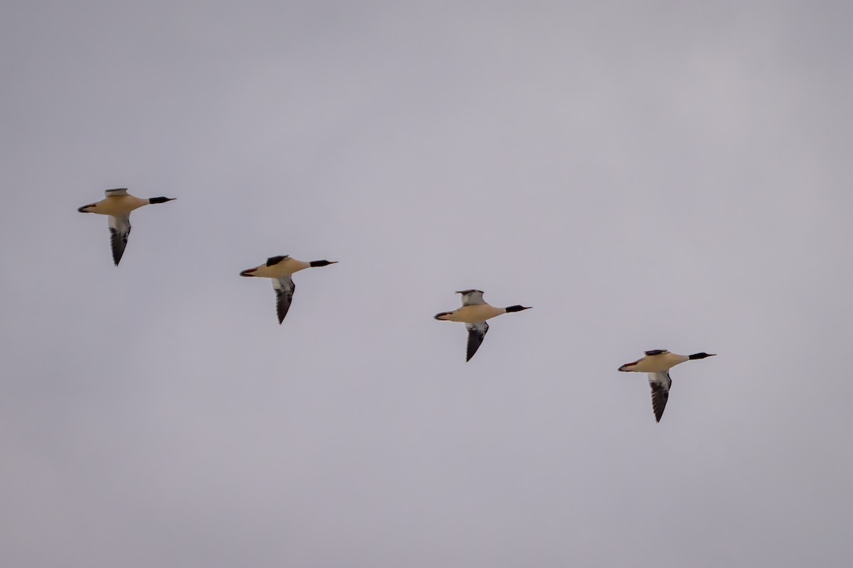 Büyük Tarakdiş - ML647090770