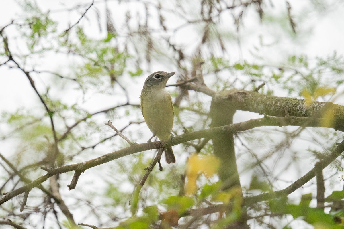 Mavi Başlı Vireo - ML647090778