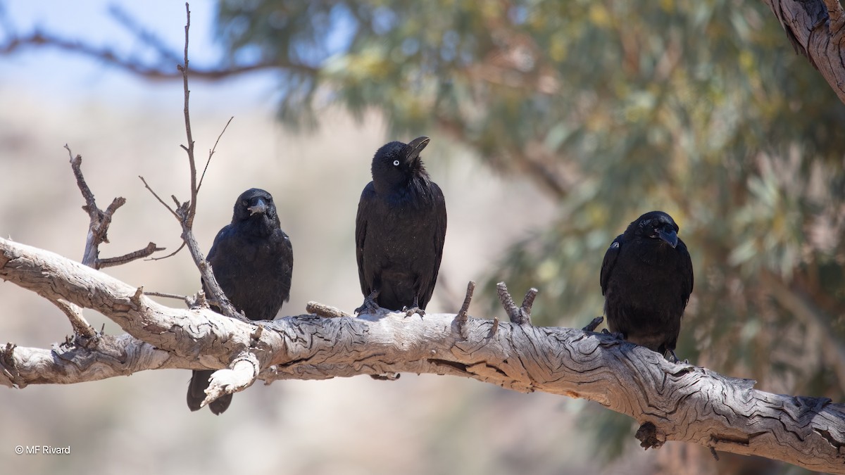 Avustralya Kuzgunu - ML647090779