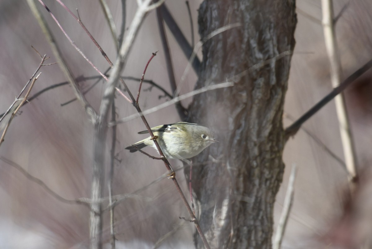 Gözlüklü Çalıkuşu - ML647090781