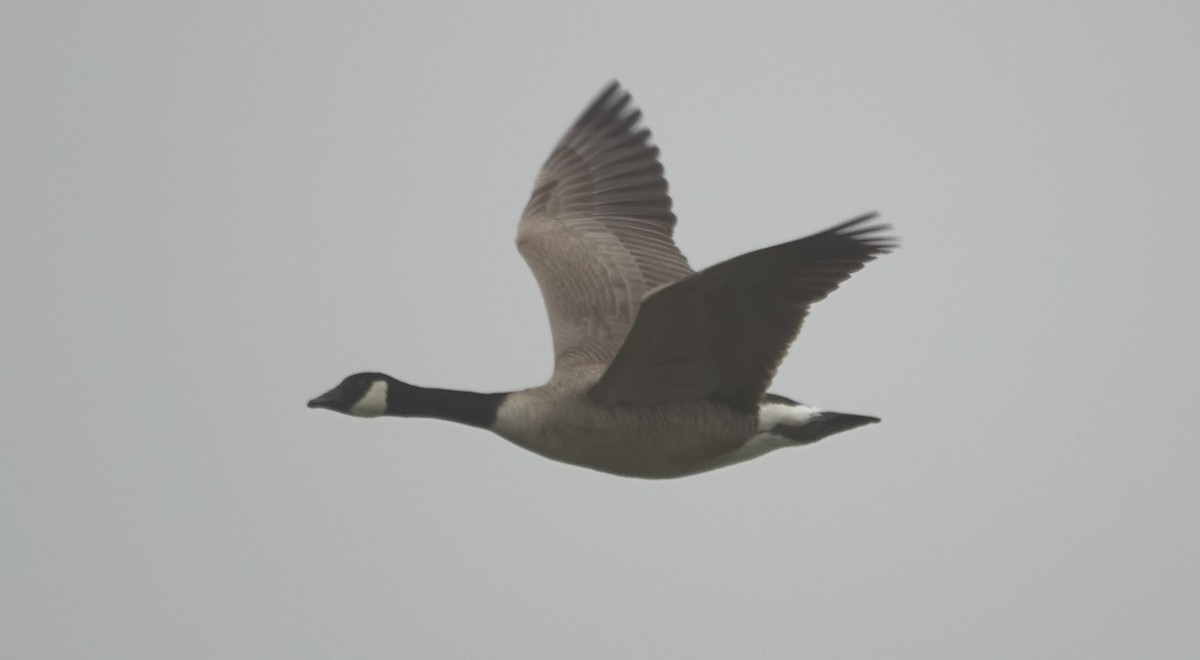 Kanada Kazı - ML647090788