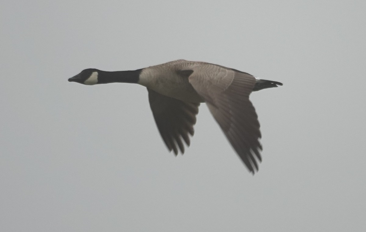 Kanada Kazı - ML647090789