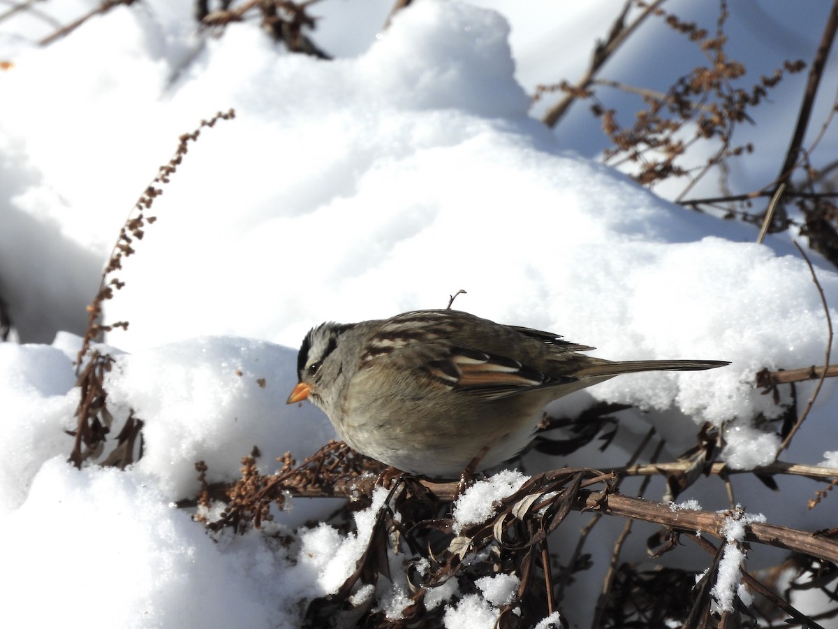 White-crowned Sparrow (Gambel's) - ML647090791