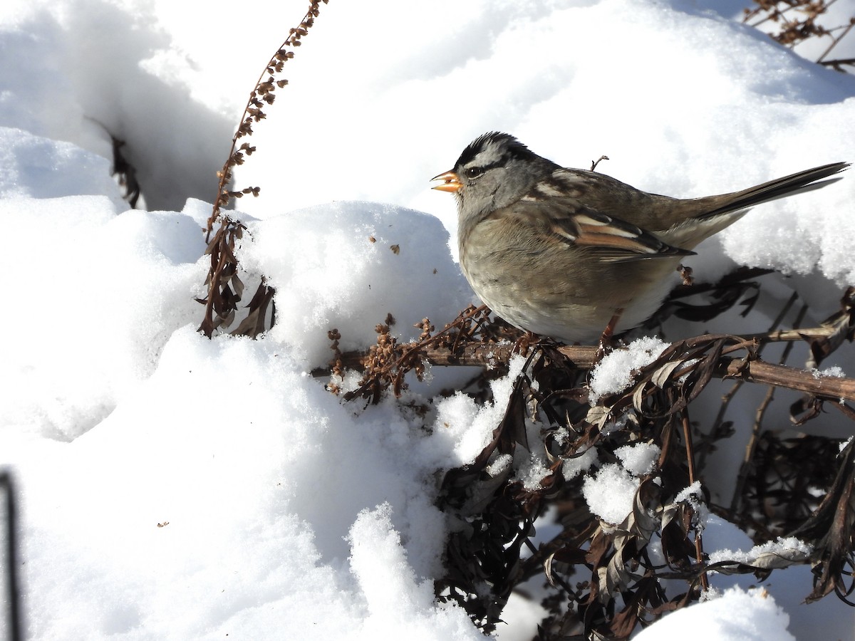 White-crowned Sparrow (Gambel's) - ML647090792