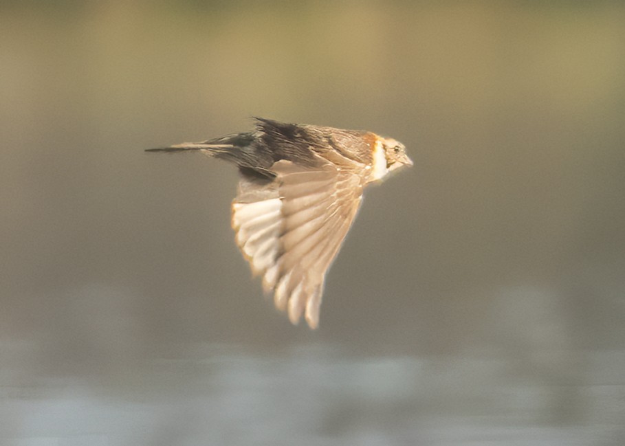 Mahmuzlu Çinte - ML647090793