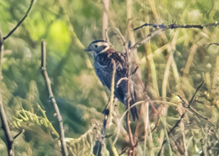 Mahmuzlu Çinte - ML647090794