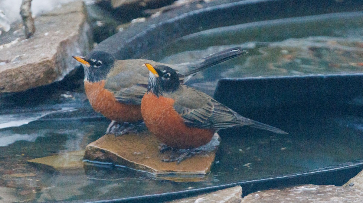 Göçmen Ardıç - ML647090795