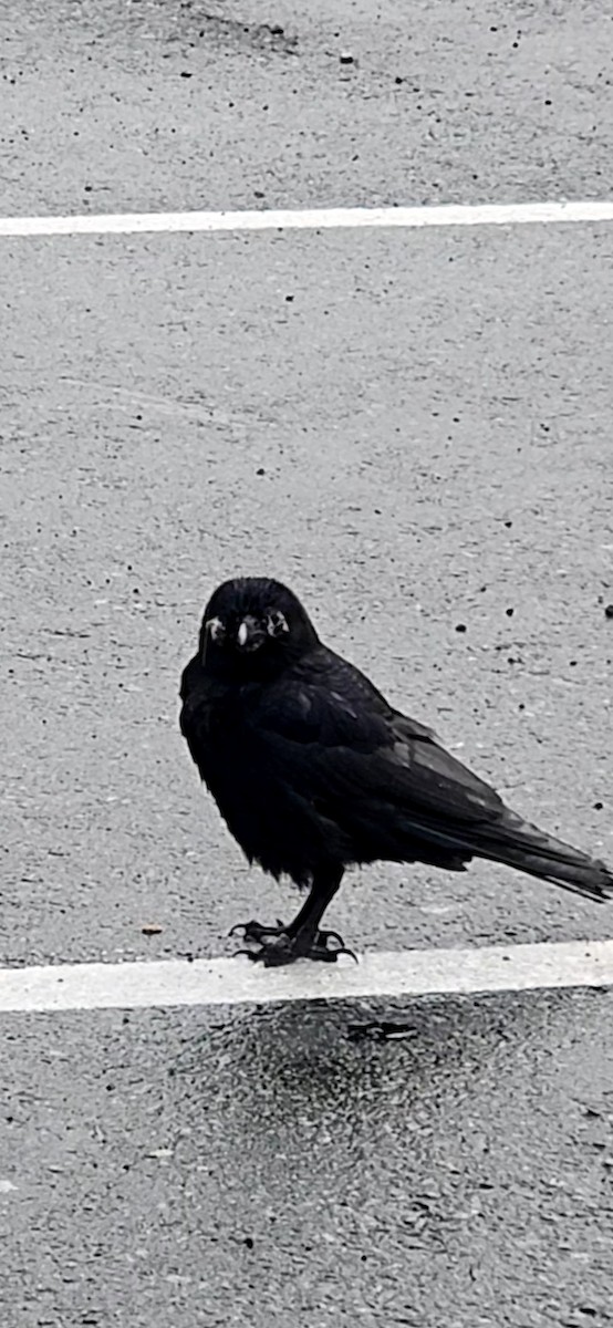 Amerika Kargası - ML647090797