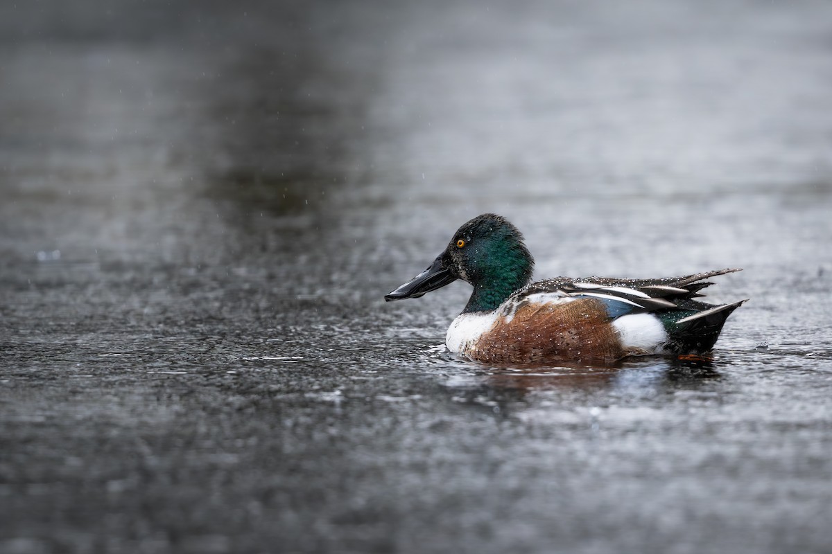 Kaşıkgaga - ML647090798