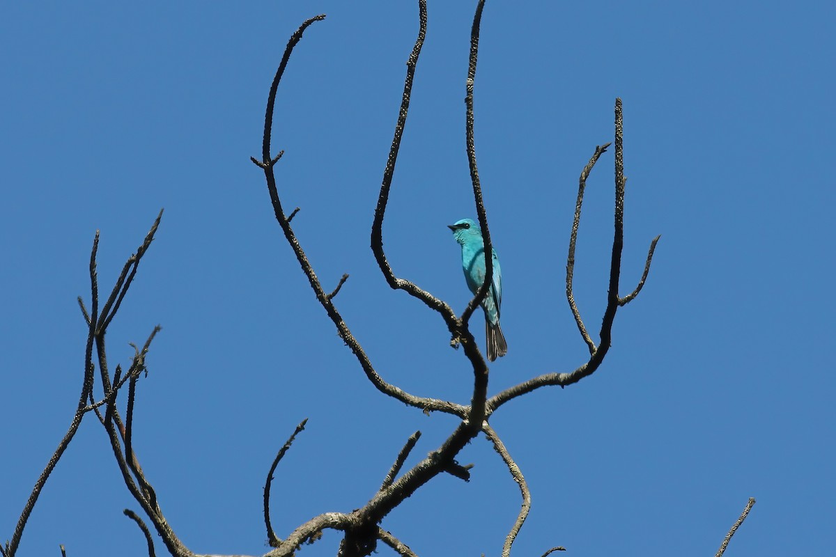 Gökçe Sinekkapan - ML647090799