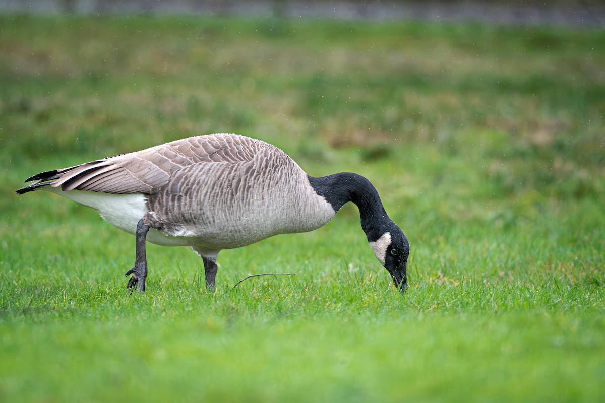 Kanada Kazı - ML647090800