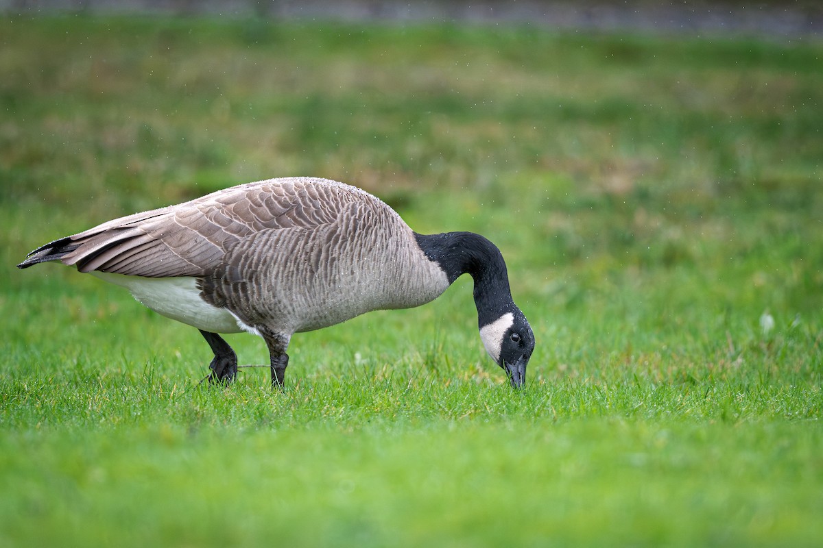 Kanada Kazı - ML647090801