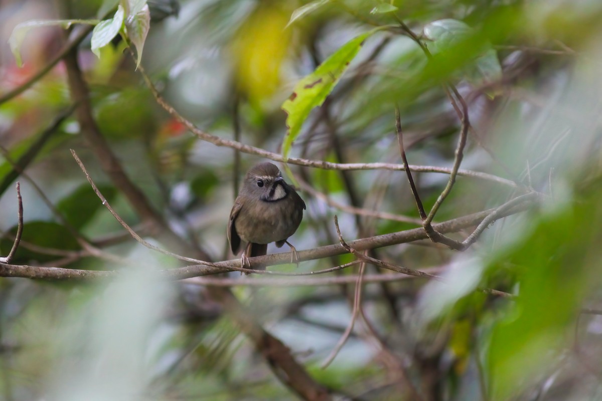 Ak Boğazlı Sinekkapan - ML647090802