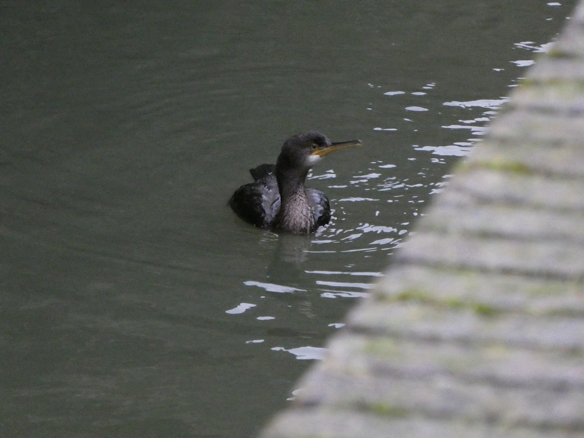 European Shag - ML647090803