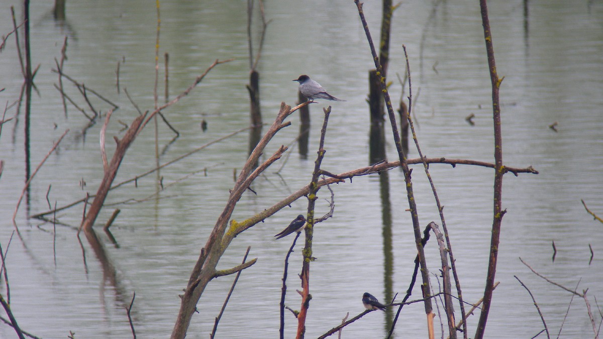 Kara Sumru - ML647090804