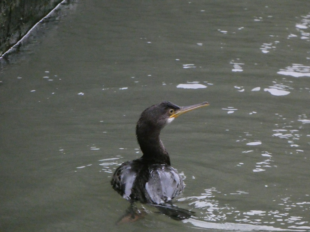 European Shag - ML647090805