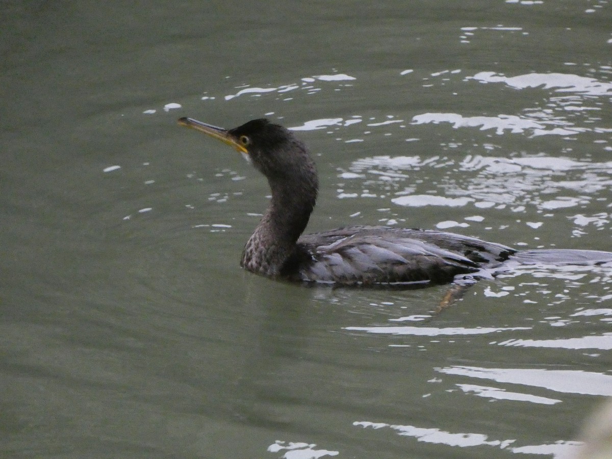 European Shag - ML647090806