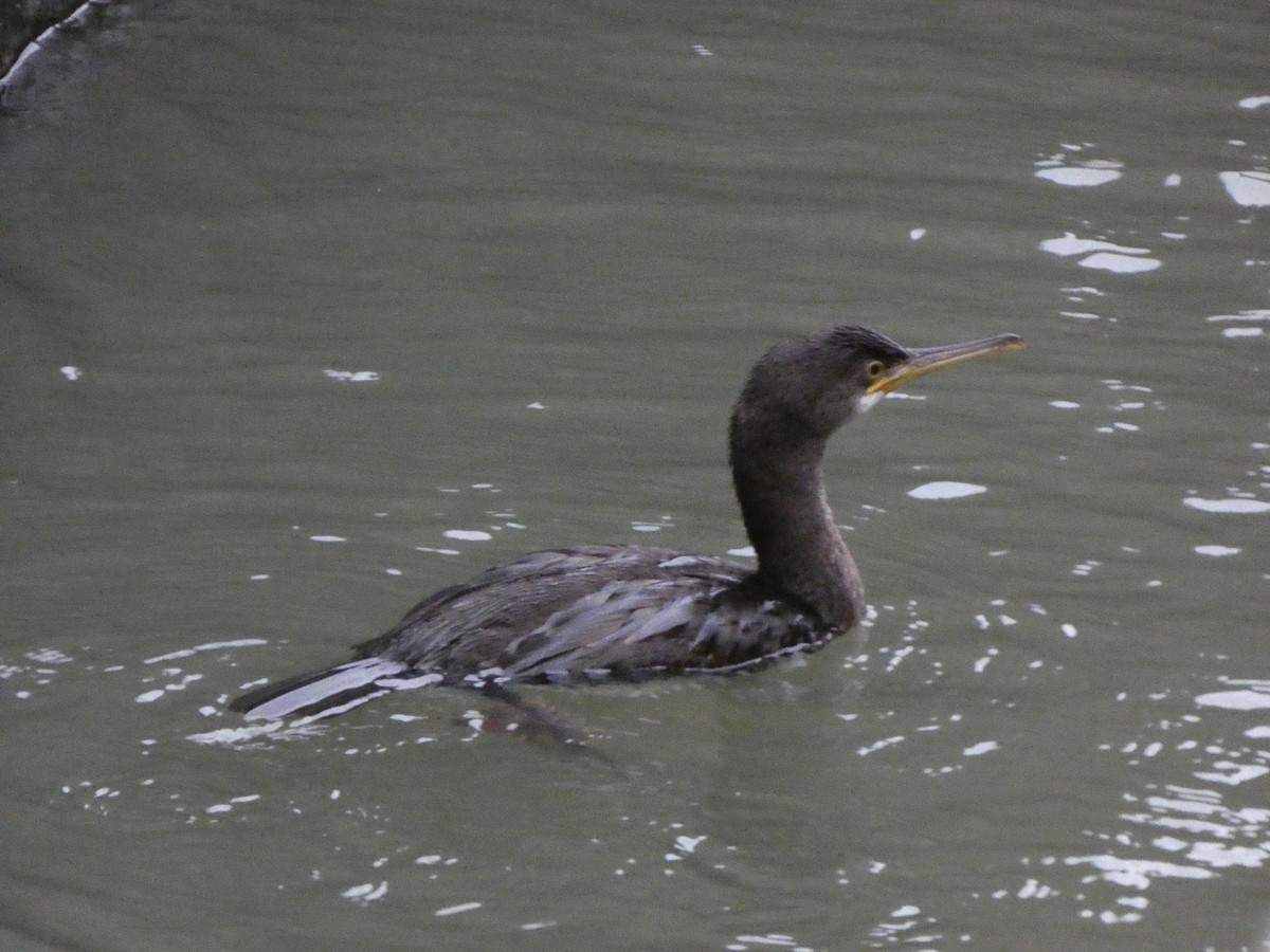 European Shag - ML647090807