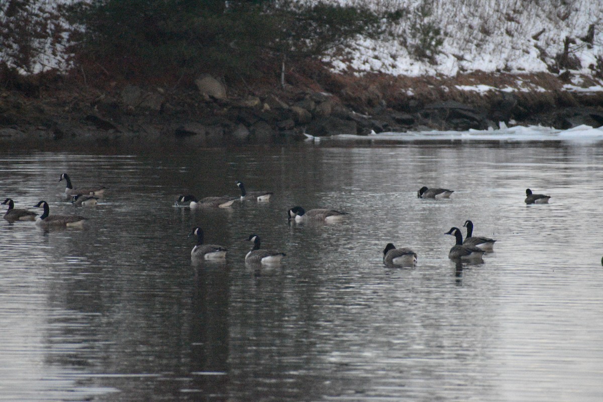 Kanada Kazı - ML647090808