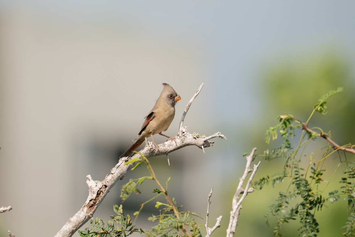 Arizona Kardinalı - ML647090809