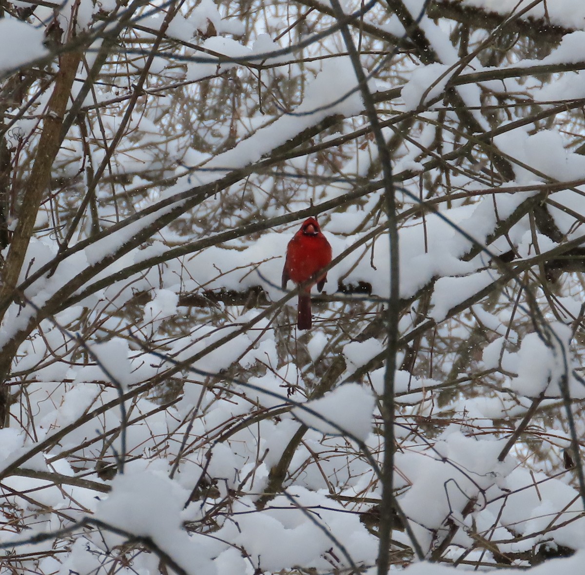 Kırmızı Kardinal - ML647090810