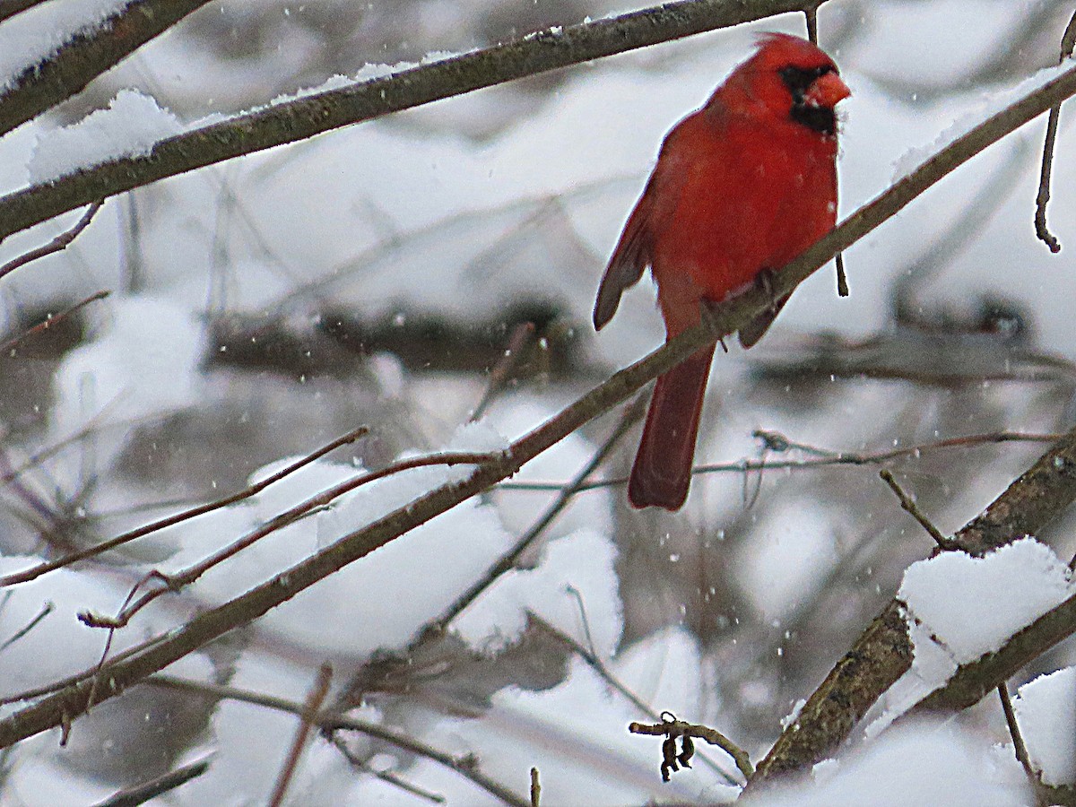 Kırmızı Kardinal - ML647090811