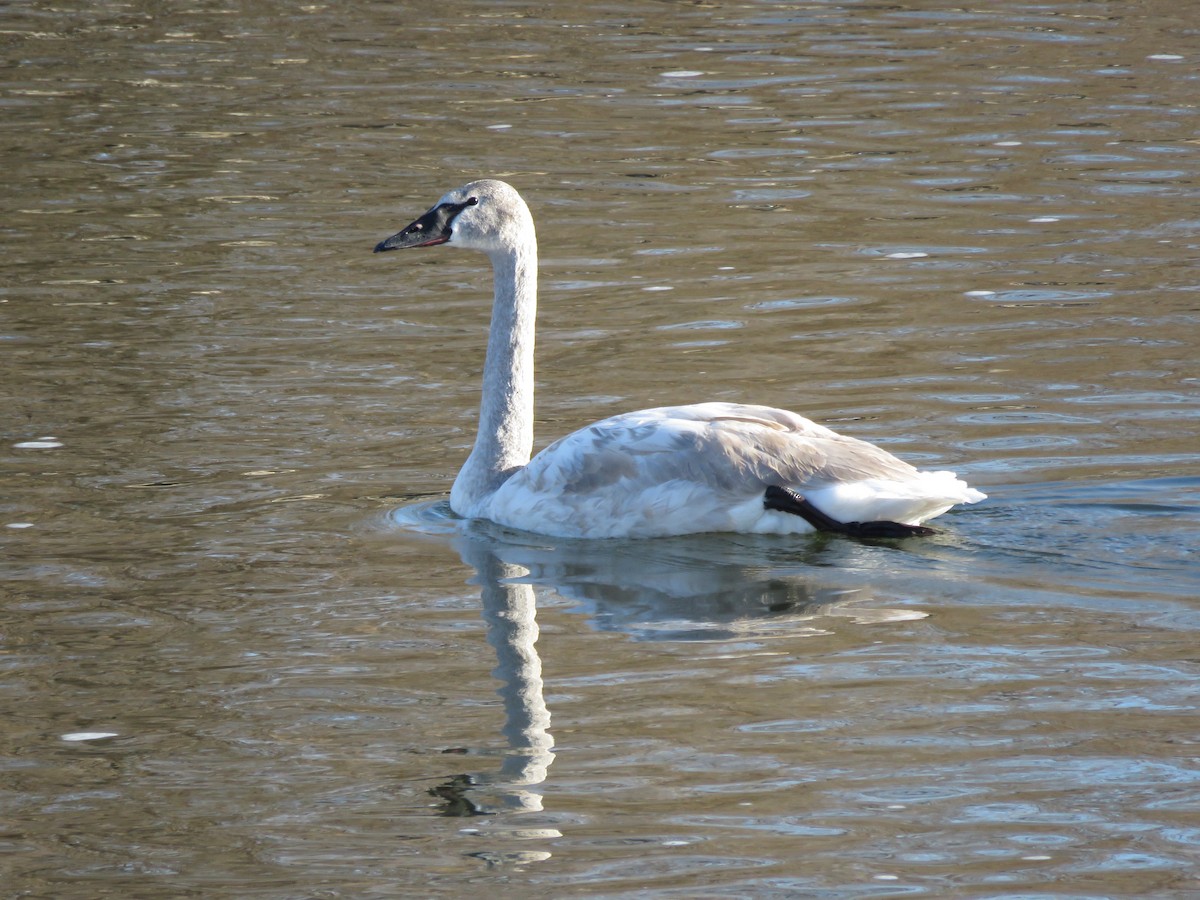 Borazancı Kuğu - ML647090812