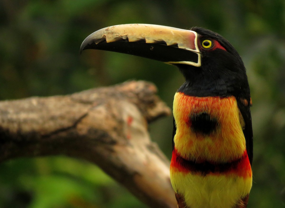 Kuşaklı Arasari - ML647090813