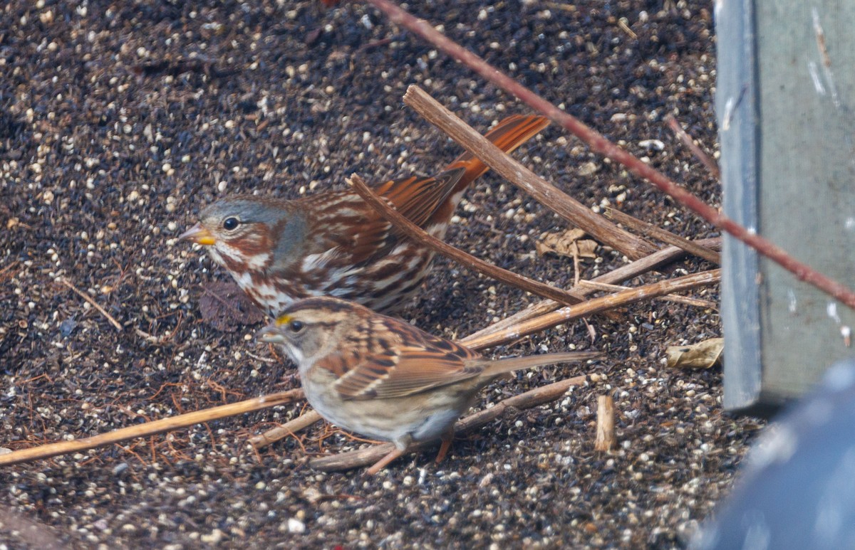 Tilki Renkli Serçe - ML647090814