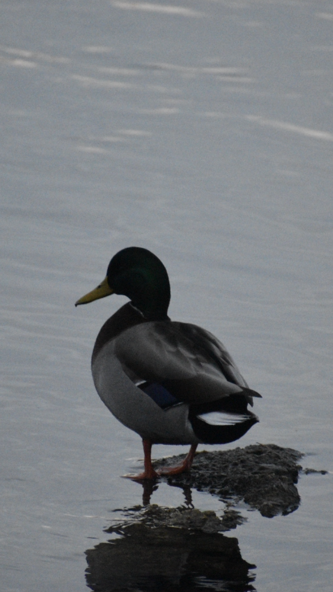 Ánade Azulón - ML647090815