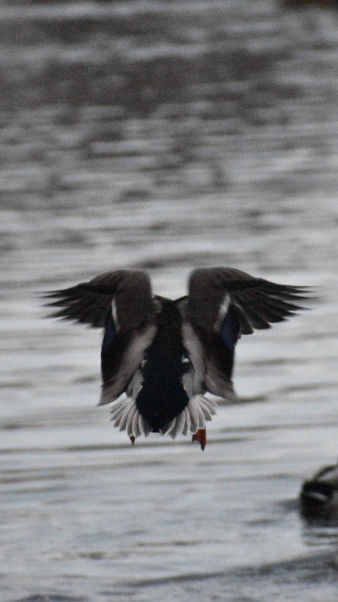 Ánade Azulón - ML647090816