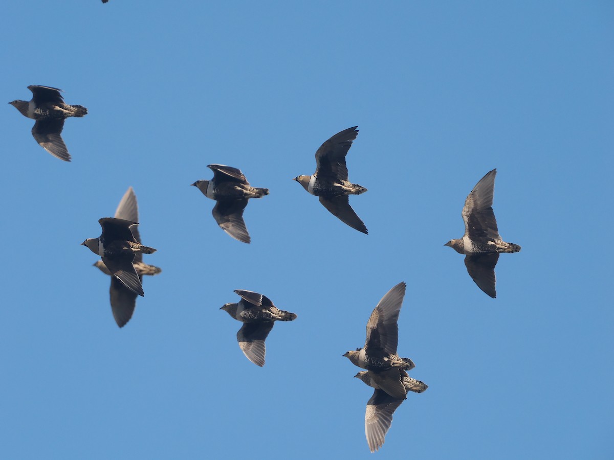 Kara Suratlı Bağırtlak - ML647090817