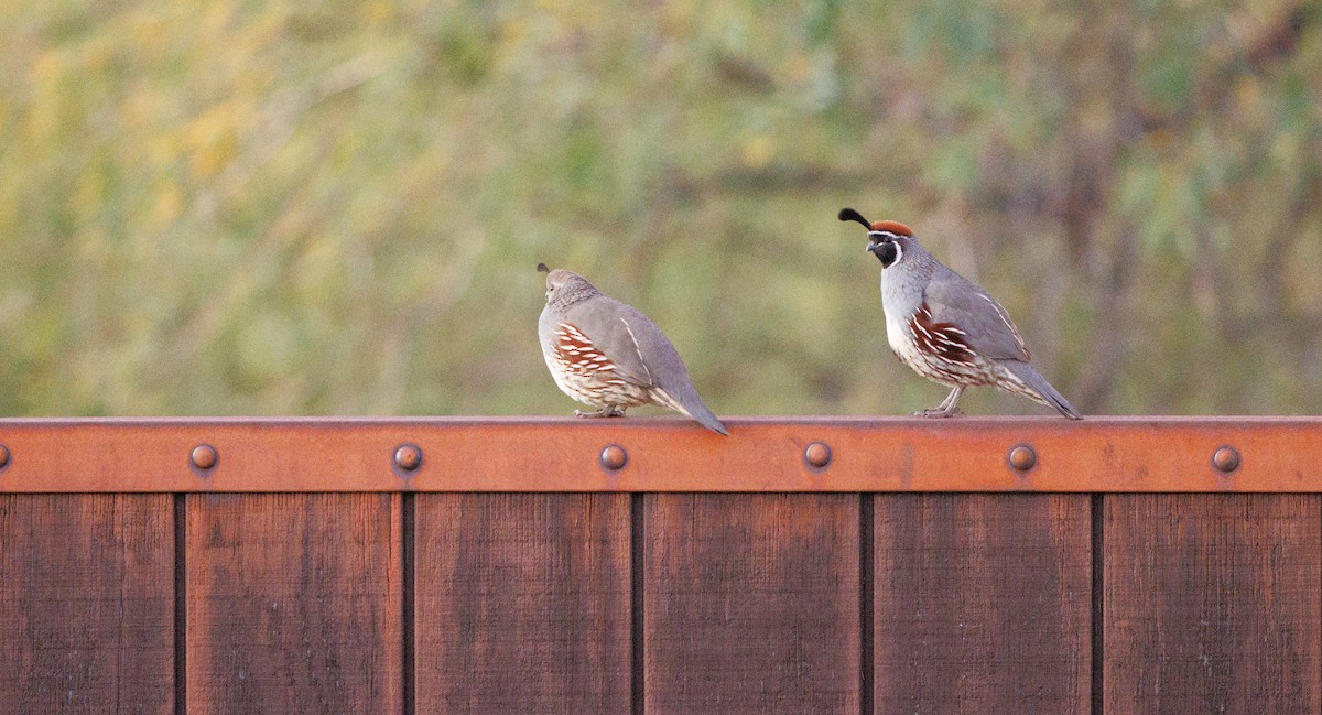Colín de Gambel - ML647090818