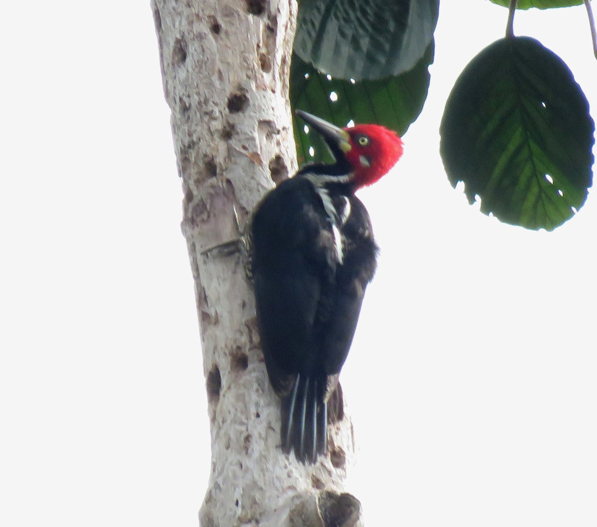 Crimson-crested Woodpecker - ML647090823