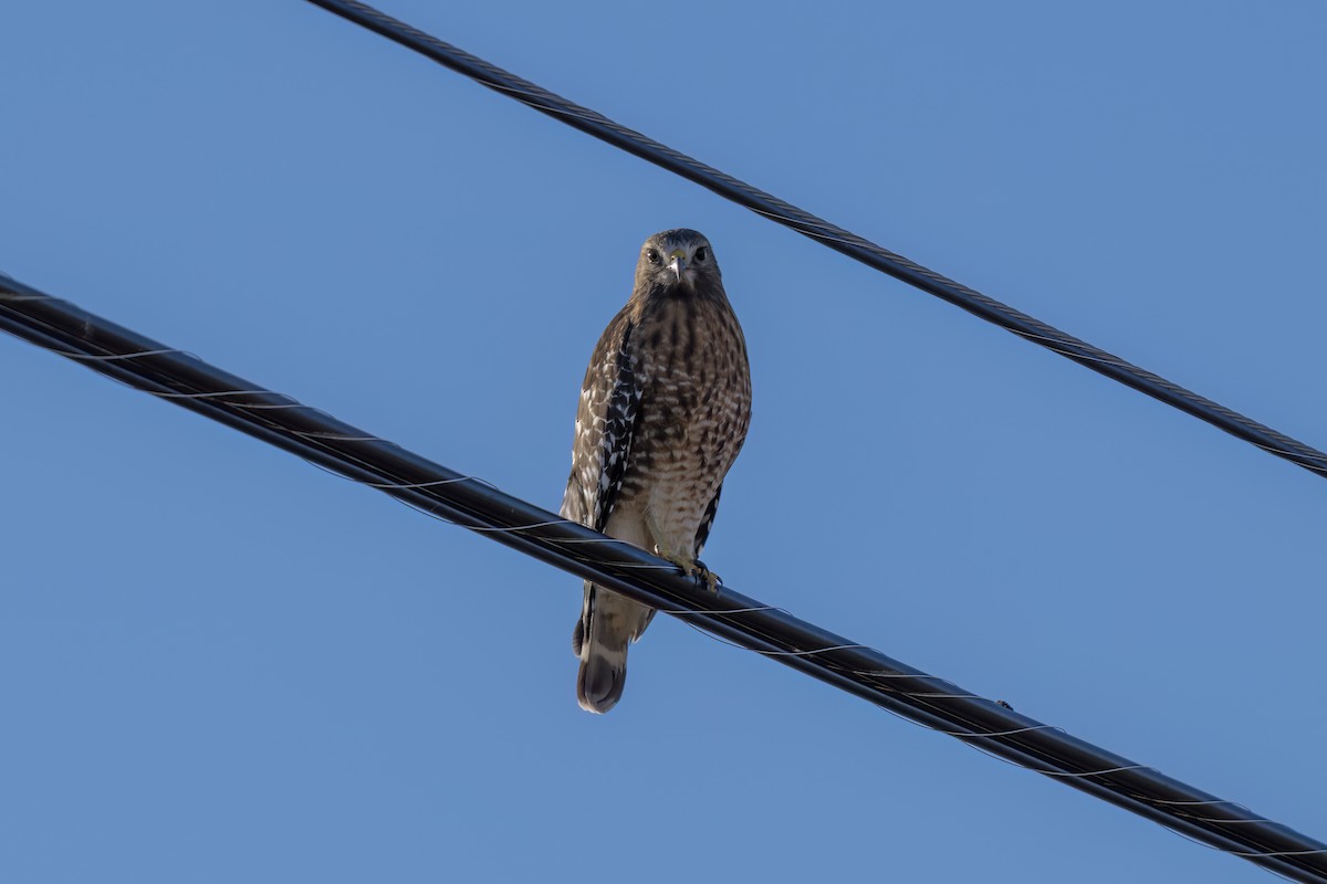 Red-shouldered Hawk - ML647090829