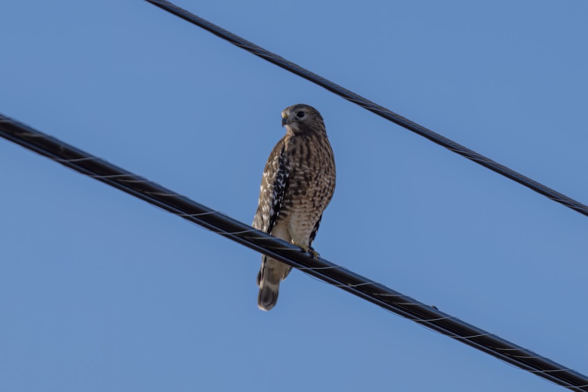 Red-shouldered Hawk - ML647090833