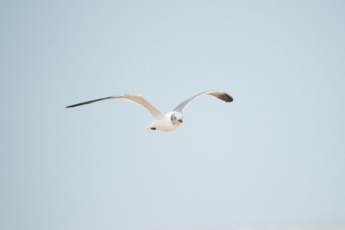 Gaviota Guanaguanare - ML647090837