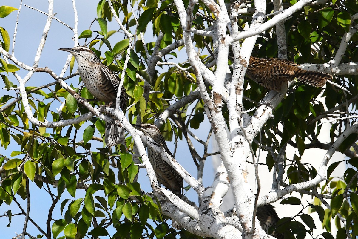 Cucarachero Yucateco - ML647090838