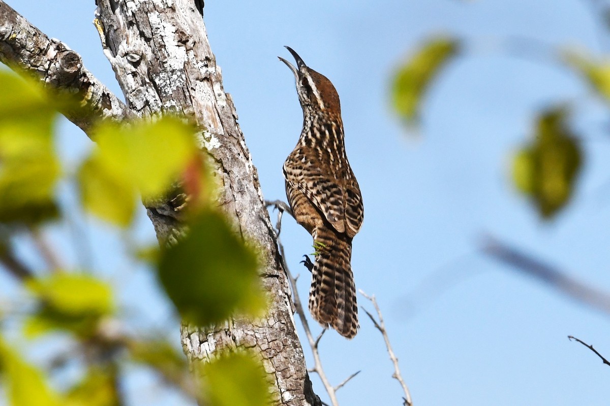 střízlík yukatanský - ML647090839