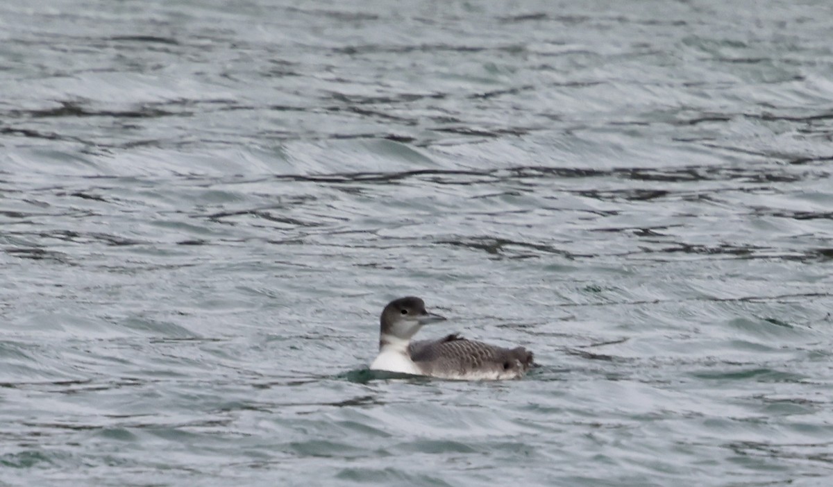 Common Loon - ML647090841