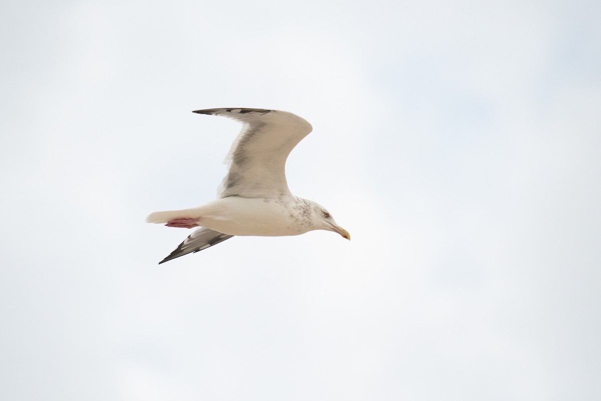 Gaviota Argéntea Americana - ML647090843